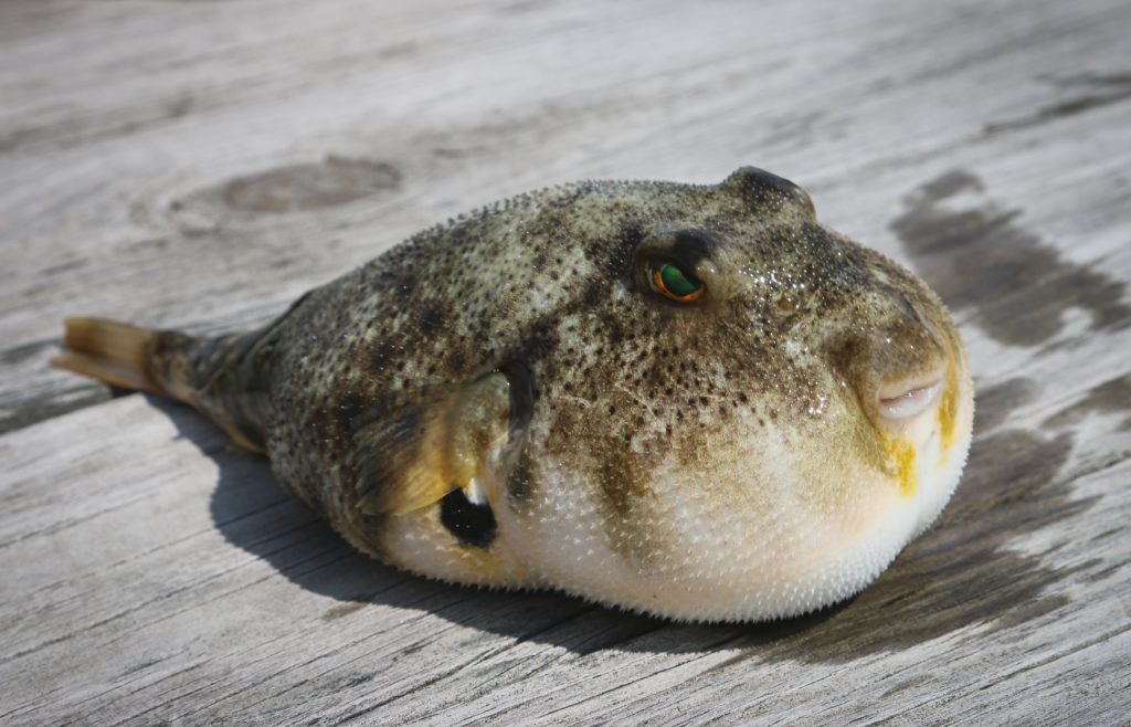 More pufferfish mysteriously wash ashore along False Bay coastline