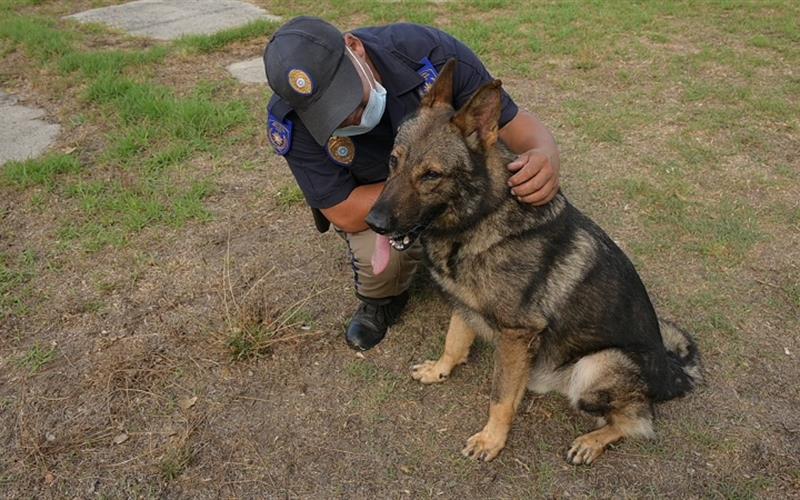 These dogs are cleaning up the streets of Cape Town, one drug bust at a time