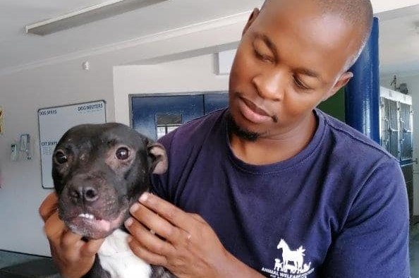 Ferocious dog attacks 7-month old Pitbull puppy