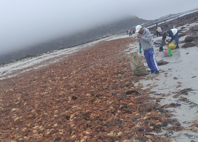 SANDF and police to help with clean-up of 500 tons of rock lobster on West Coast