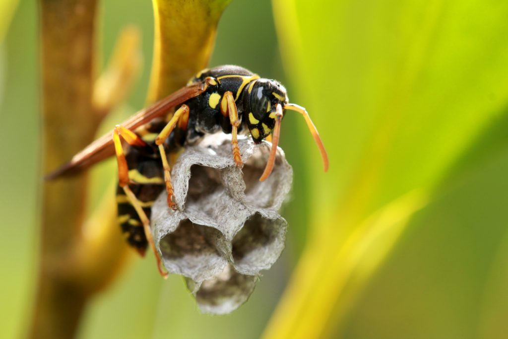 Cape Town currently facing an invasion of alien wasp species - here's why