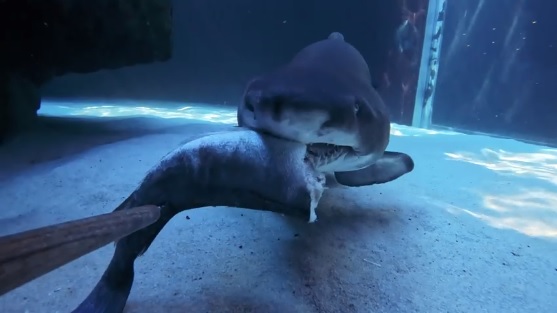 WATCH: Ragged-tooth sharks grab a bite to eat at the Two Oceans Aquarium