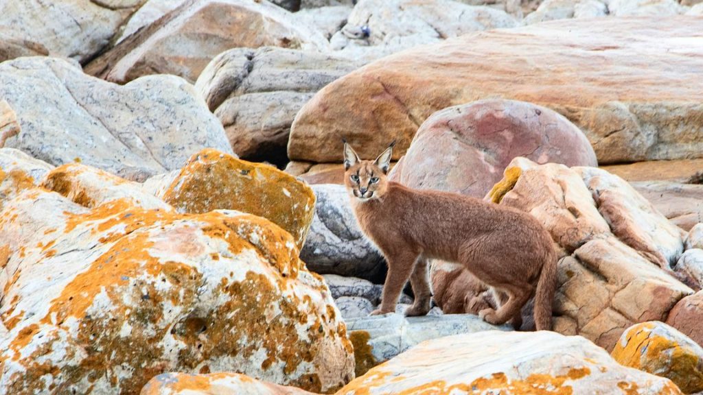 Look! Resident captures "best encounter" with a caracal in 43 years