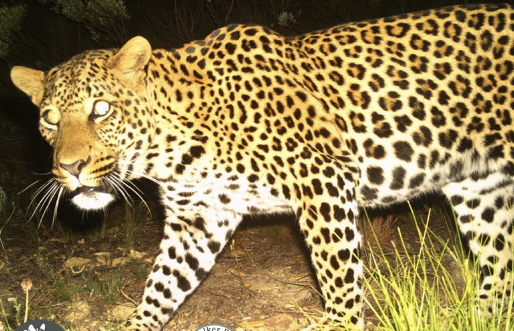 Look! Camera survey captures at least 24 leopards, a hippo and more in Overberg