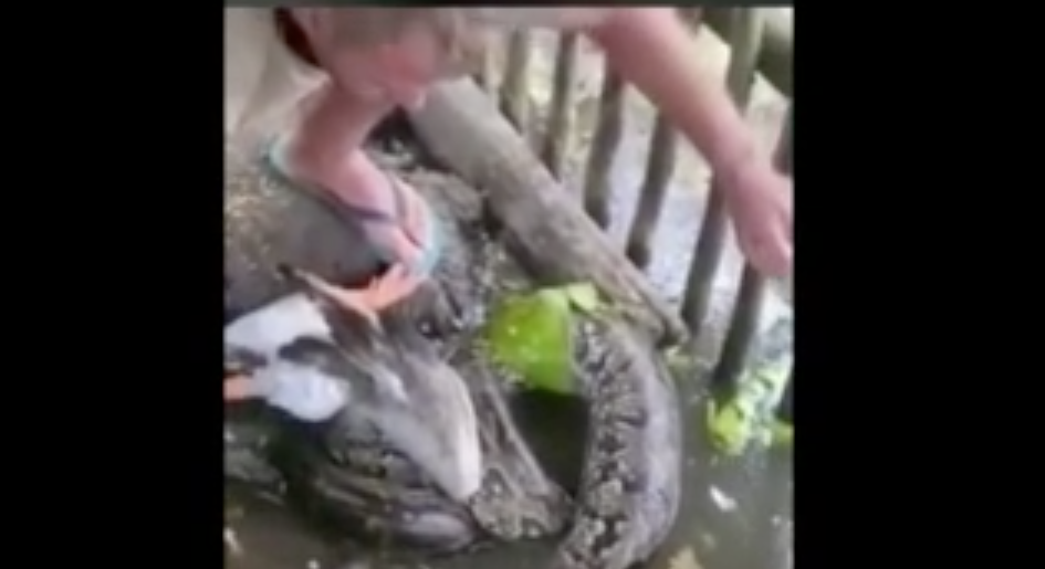 WATCH: Man rescues goose from an anaconda's grip