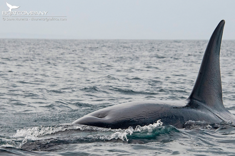 Look! False Bay sees 'orcasmic' killer whale sightings