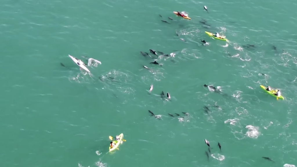 WATCH: Local captures massive pod of dolphins dancing with kayakers in Hout Bay