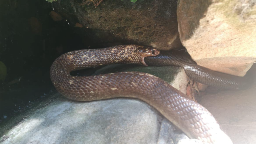 Video: Cape cobra's failed attempt to eat a mole snake