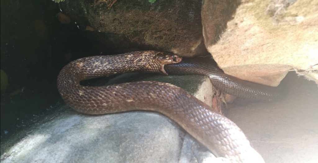 VIDEO: Cape Cobra's failed attempt to eat a mole snake