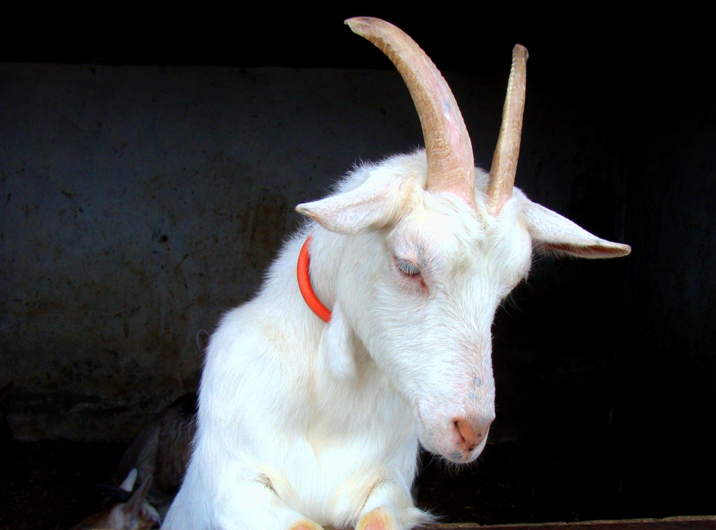 A man sexually assaulted a goat in Cape Town – help the SPCA find him
