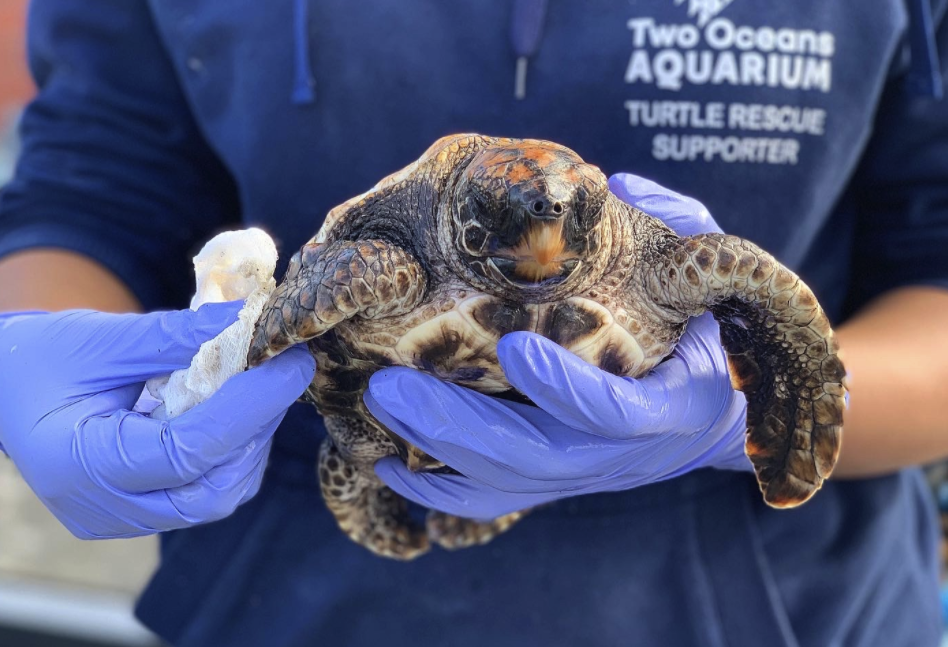 Capetonians urged to help rescue sea turtle hatchlings washing up on beaches