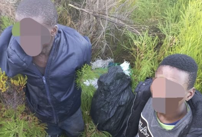 Authorities crackdown on poachers in Cape Point