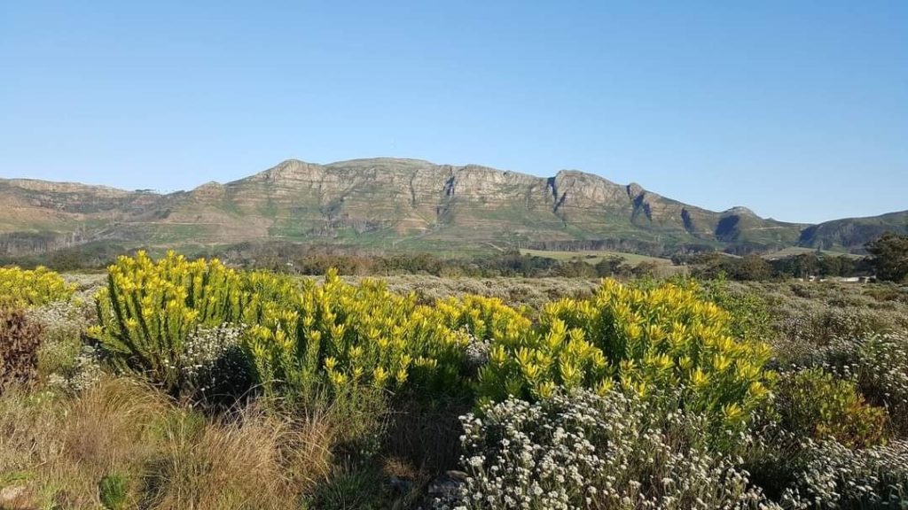 Plan for Tokai Cecilia is out for public comment