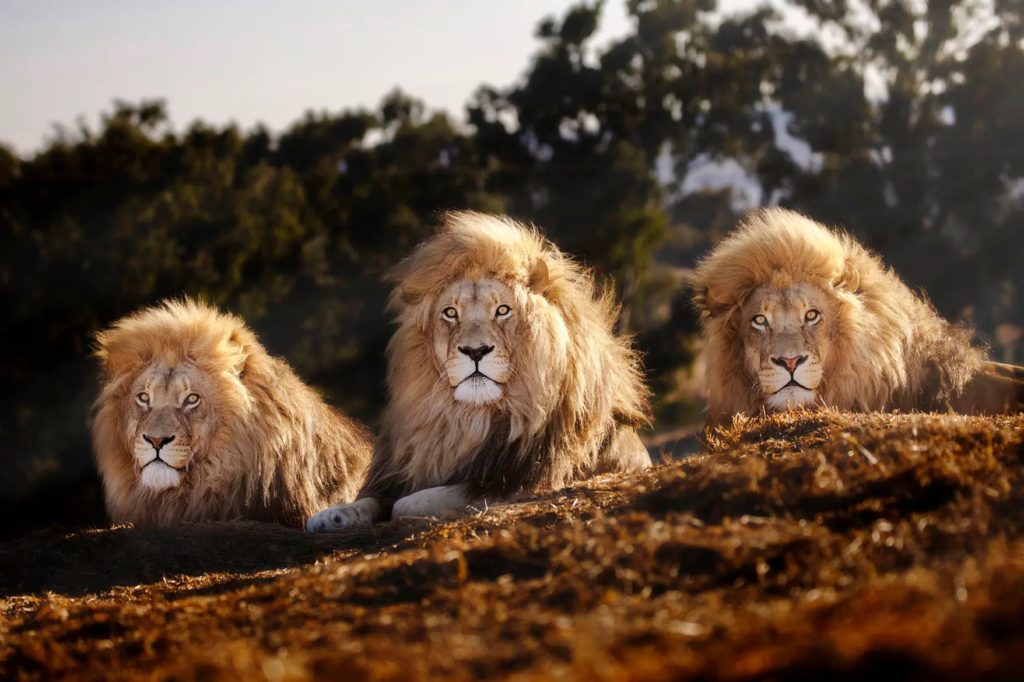 Look! Three South African lion brothers featured in the New York Post