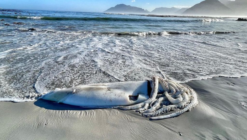 Look! Straight out of a Sci-Fi movie, giant squid washes up on Kommetjie Beach
