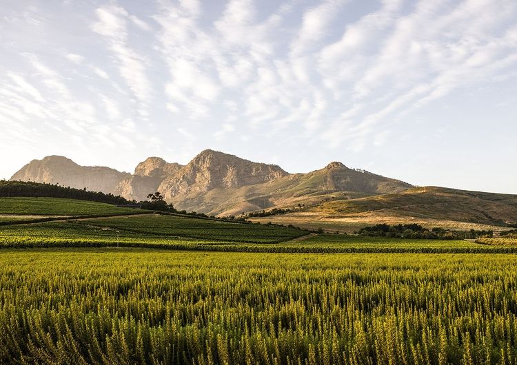Exploring the 'French Corner': 4 Things to do in Franschhoek