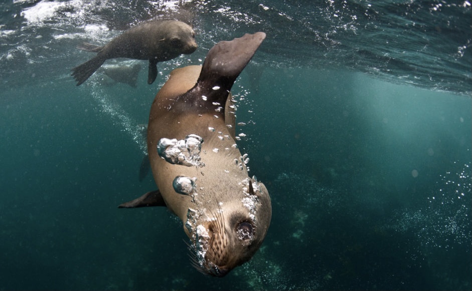‘Saving Seals’ Documentary takes the crown at International Film Fest