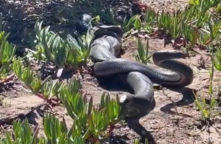 VIDEO: Battle of the snakes in Noordhoek 