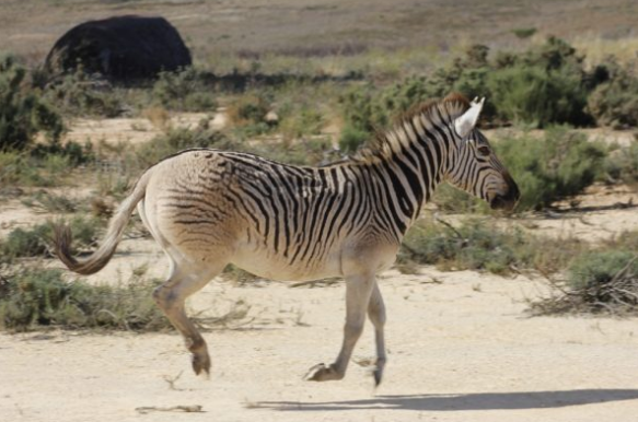 Look! Zebra sub-species hunted to extinction make a comeback at Vergelegen