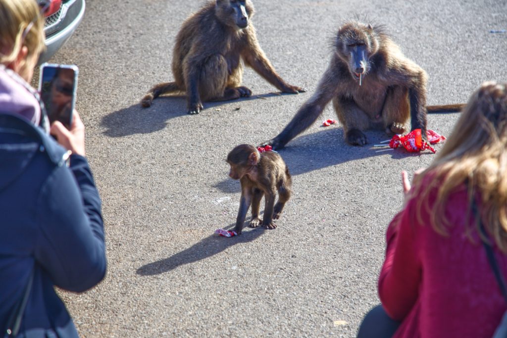 Baboons left to run amok as state bodies play the blame game