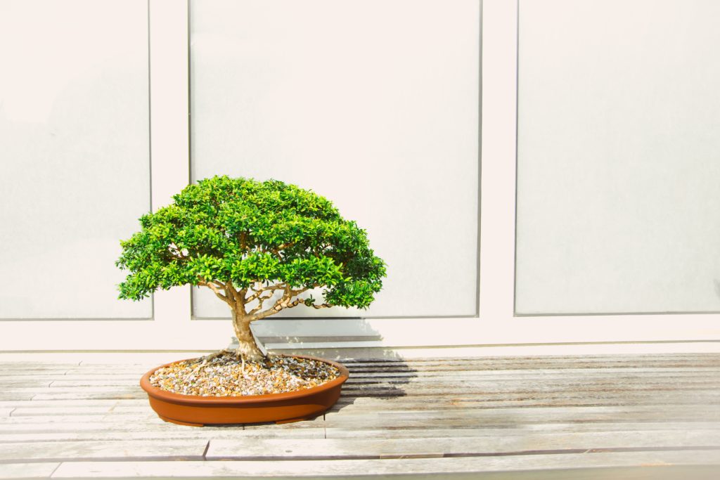 Be prepared to zen out at Spice Route's Bonsai Plant Fair!