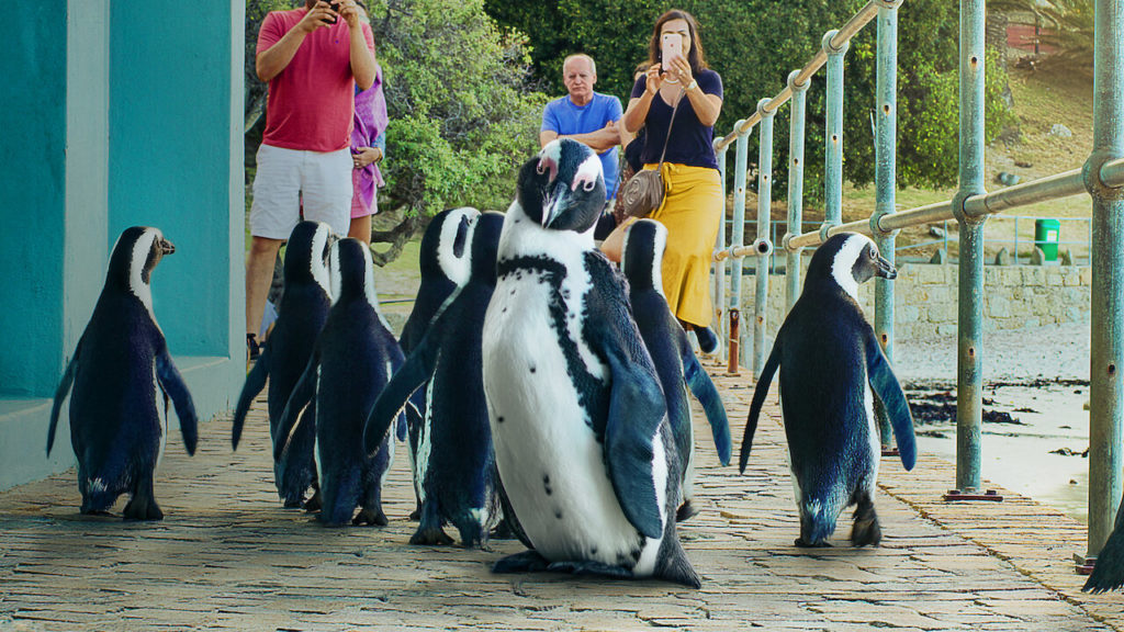South Africa's 'Penguin Town' scoops up three Daytime Emmy Awards!