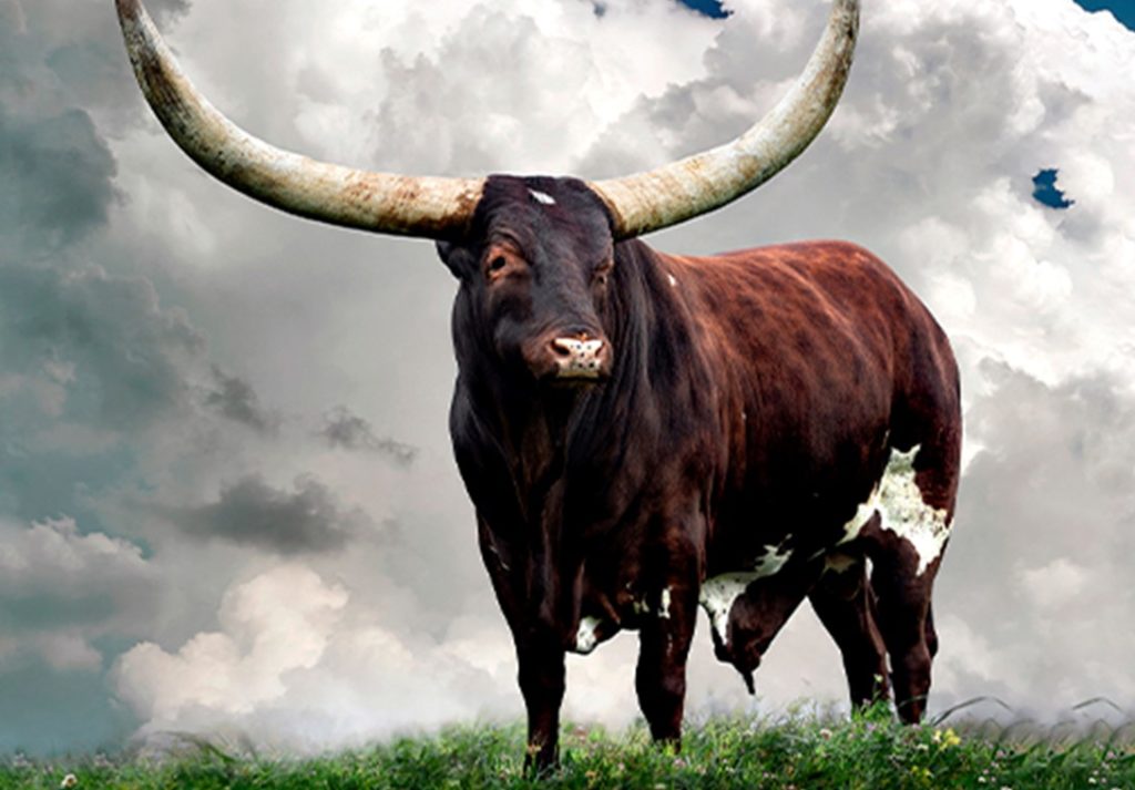Bull auctioned for R1.65 mil at Ramaphosa's Phala Phala Farm