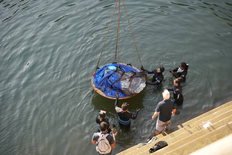 PICS: Two Oceans Aquarium airlift 700kg sunfish from V&A Waterfront