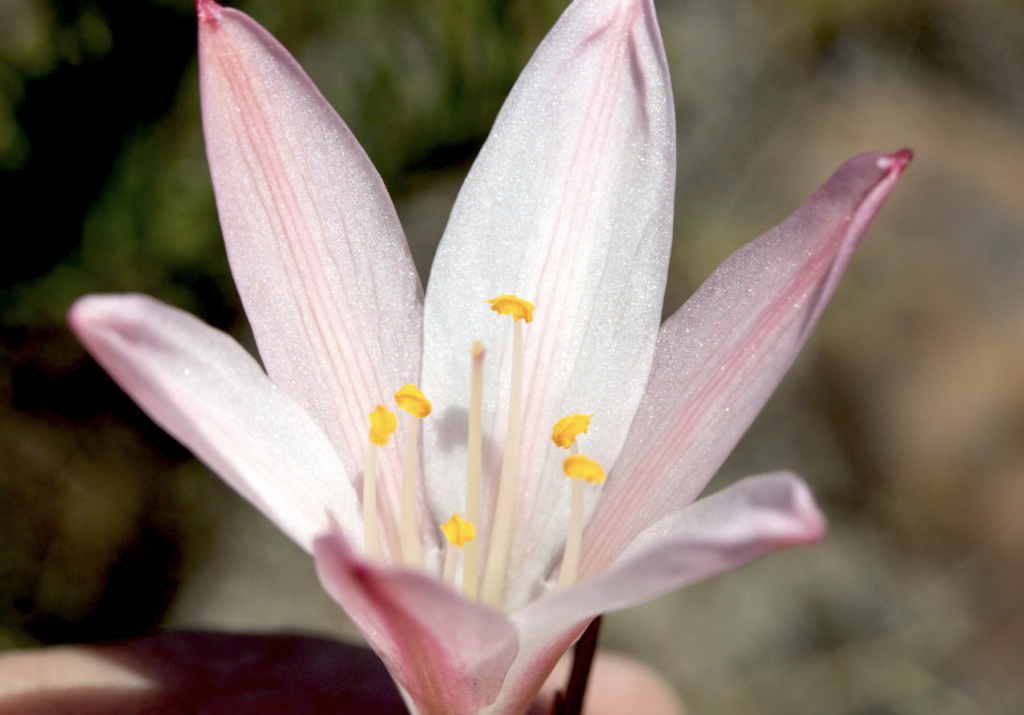 Look! A new fynbos lily discovered on the Agulhas Plain, Overberg