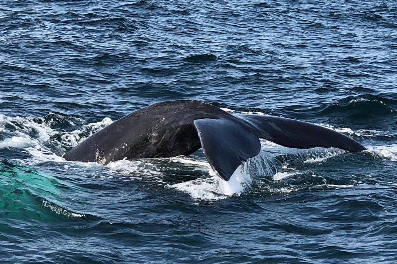 6 spots to grab a bite on a whale-watching adventure in Hermanus