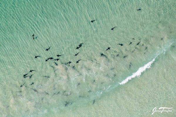 Sharks and whales galore and more – Cape Town's 'Monday blues'