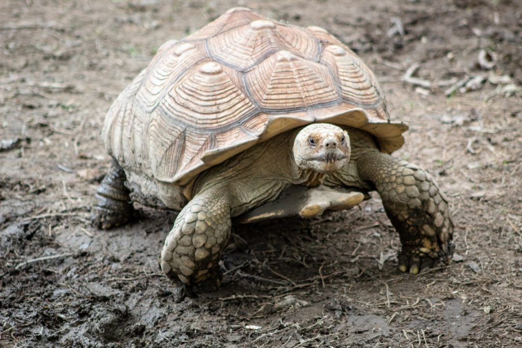 Galápagos tortoise, thought to be extinct for 100 years found alive