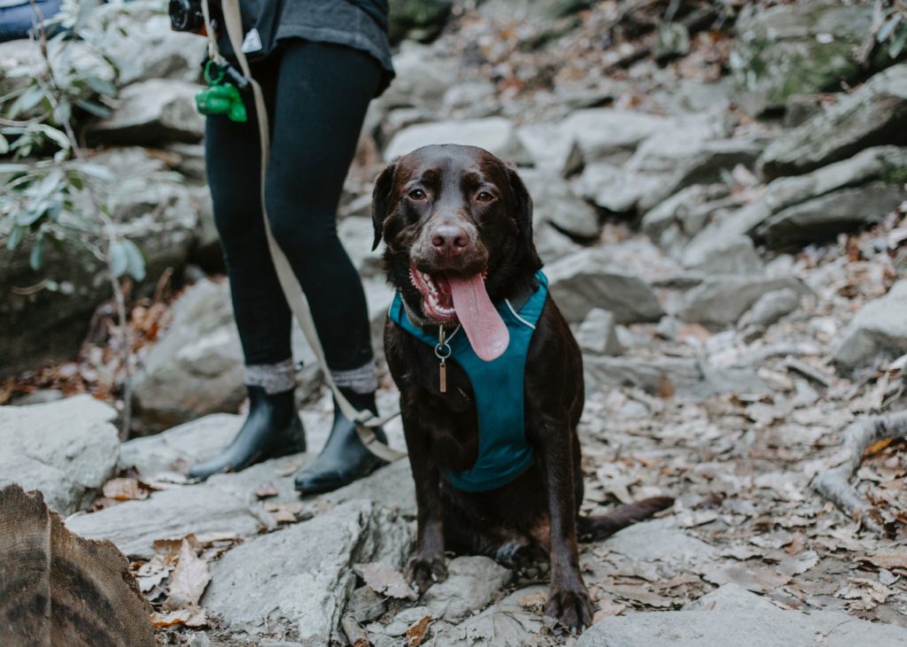 Dog-friendly hiking trails for you and your furry companion