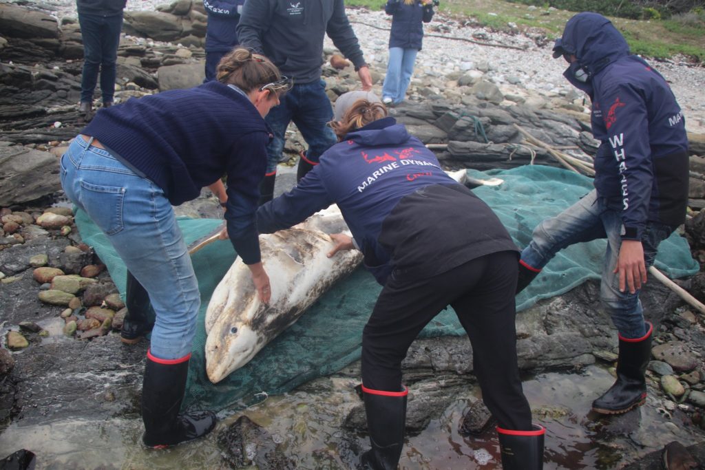 Pictures: Beached great white shark in Gansbaai killed by an orca