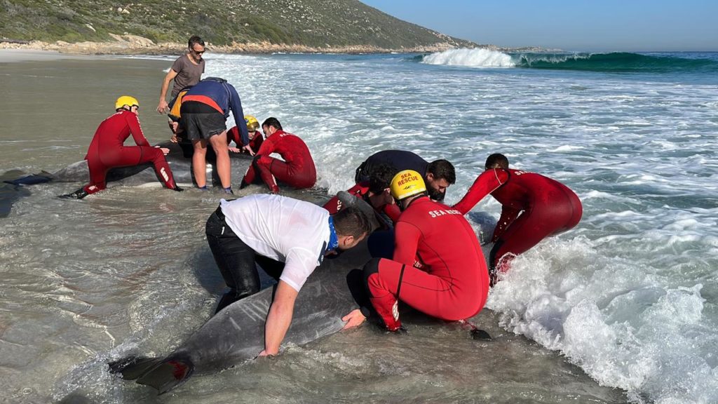 WATCH: Rescue team manages to save dolphins stranded on Sandy Bay
