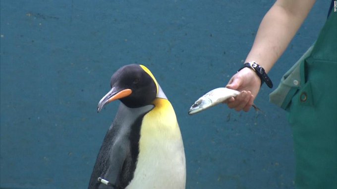 WATCH: Picky penguins won’t eat cheap fish option