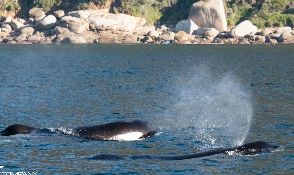 Look! Two Killer whales spotted at False Bay after "terrorising the shark population"