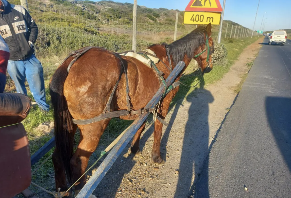 SPCA rescues Cape Town pony after being continuously whipped