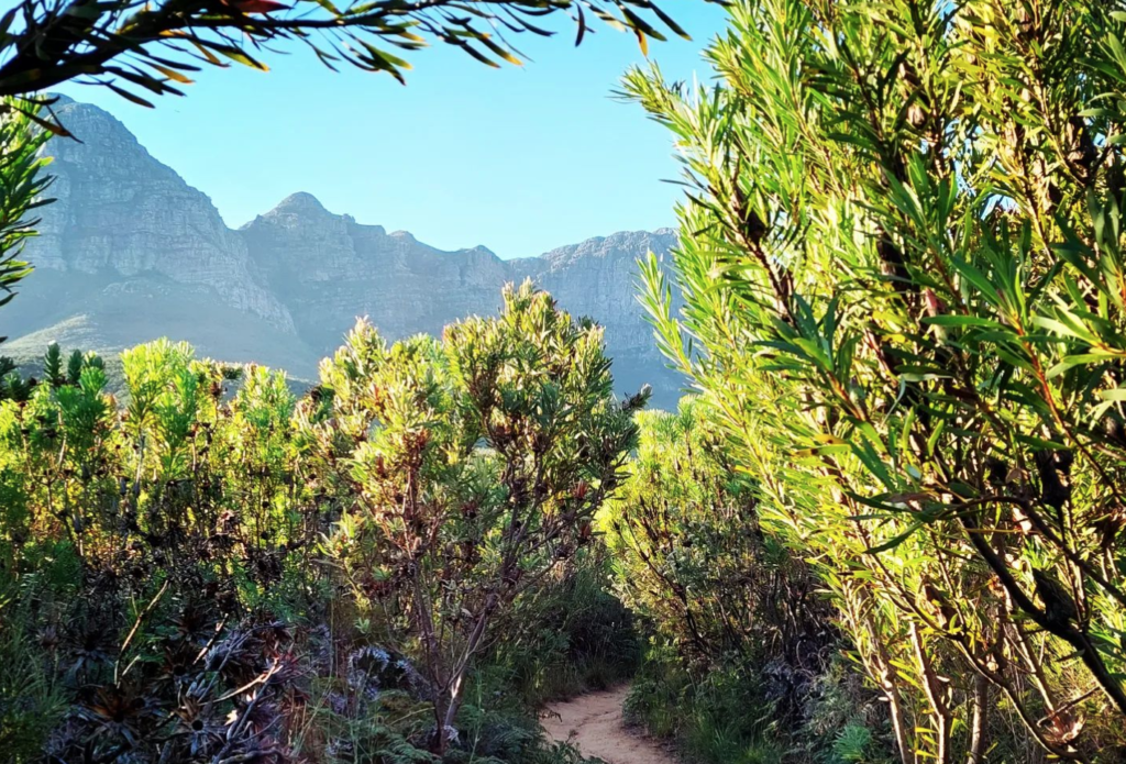 Home of epic trails, Helderberg Nature Reserve, will be open again soon