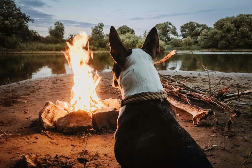 Dog-friendly campsites in the Cape for you and your furry companion