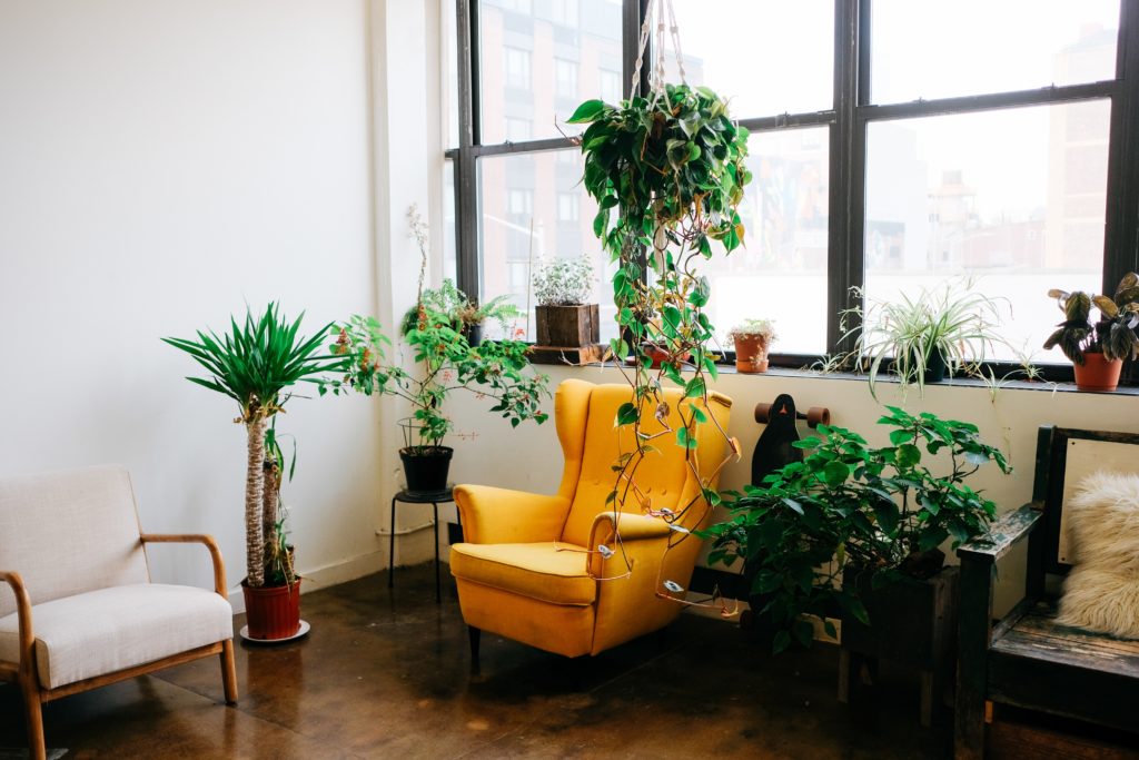 5 Stress-relieving plants to add to your indoor oasis