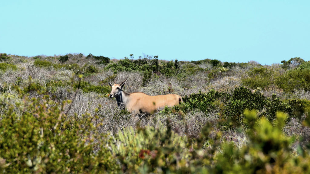 Nature's Playground: The Western Cape’s national parks and reserves