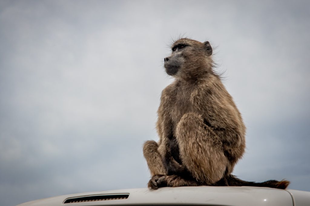CoCT invites residents to online meeting about baboon-affected areas