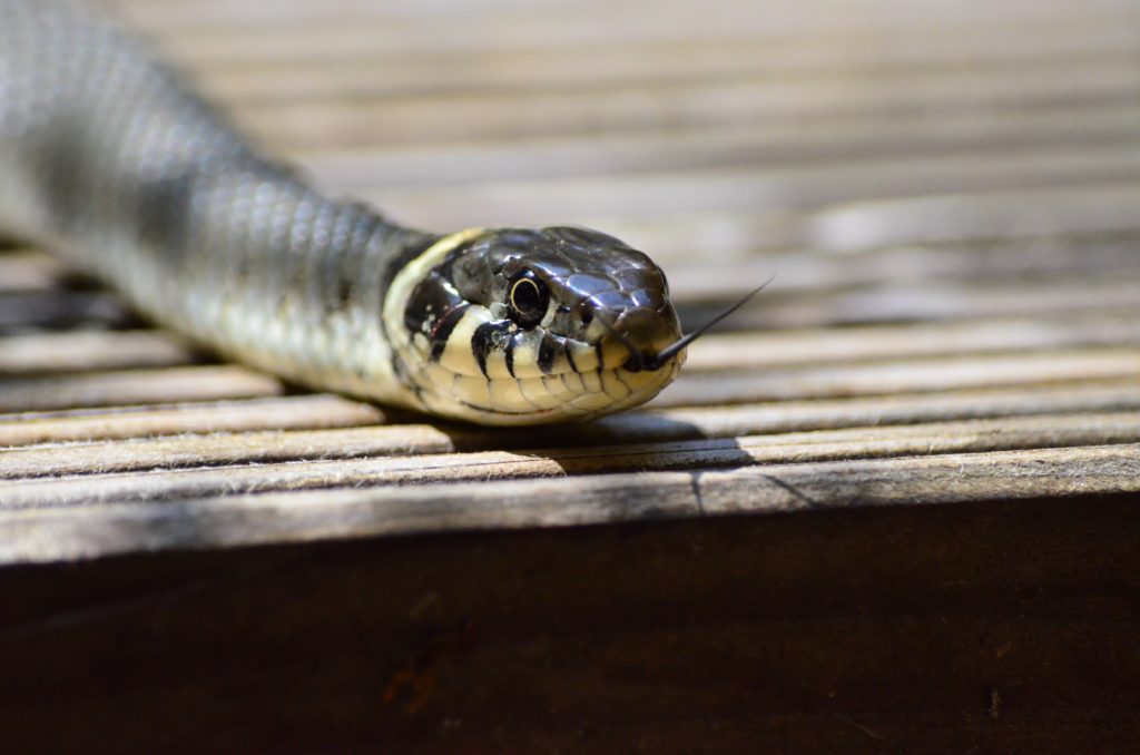 Snake leaves 10 000 homes without power, and we know the feeling