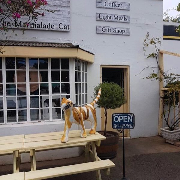 Things to do in Darling - The Marmalade Cat