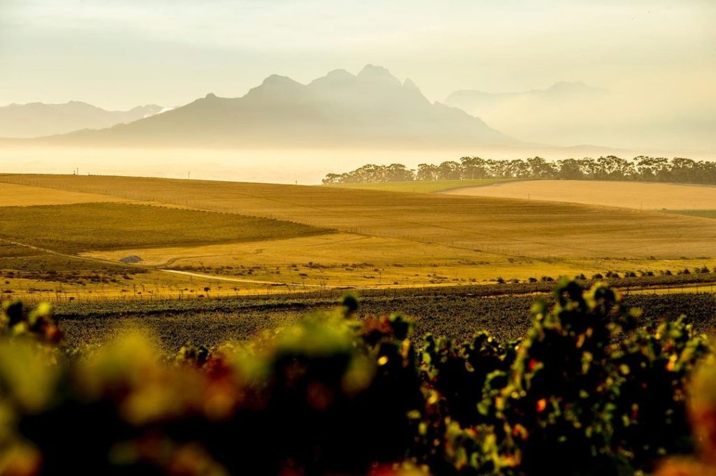 3 Boutique wineries to visit in Durbanville