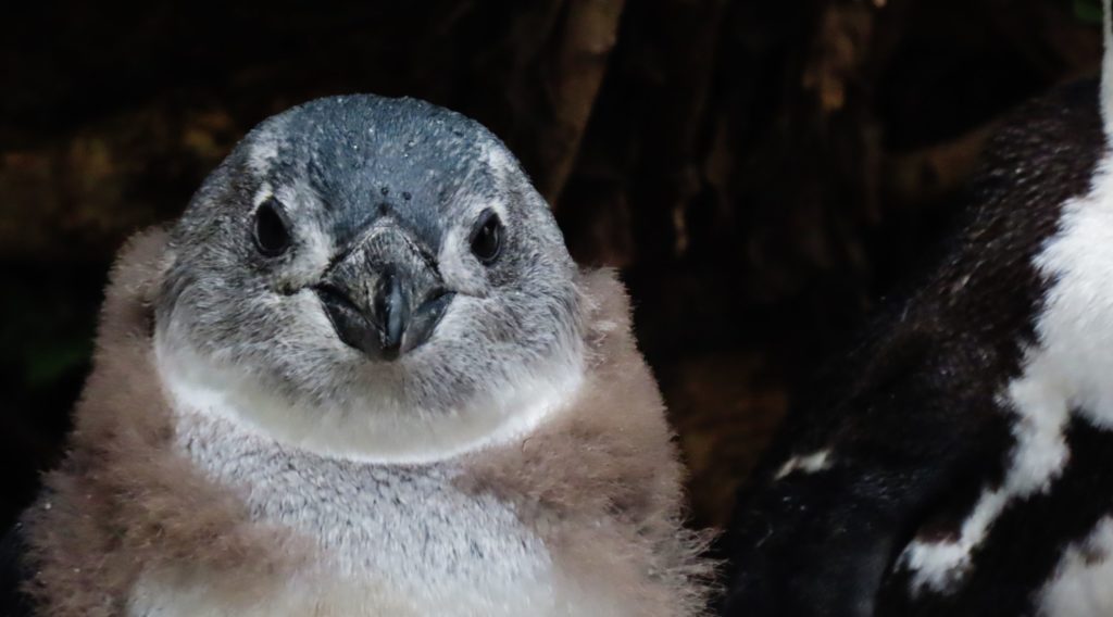 Here's how you can help the African penguins stay in existence