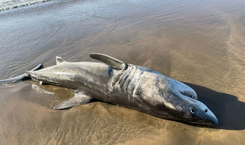 PICS: Rare sighting of washed up Orca-predated Great White Shark