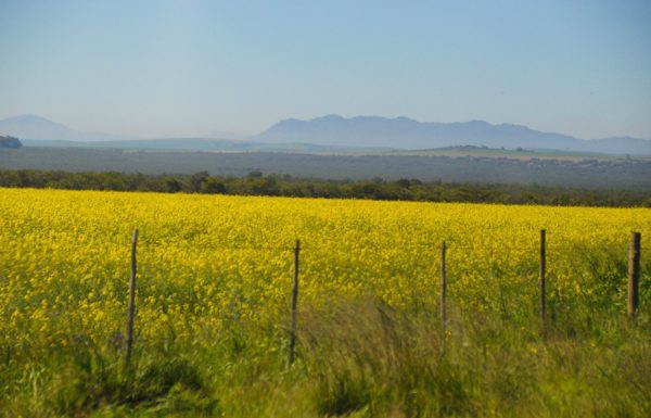 Things to do in Darling - Wildflowers