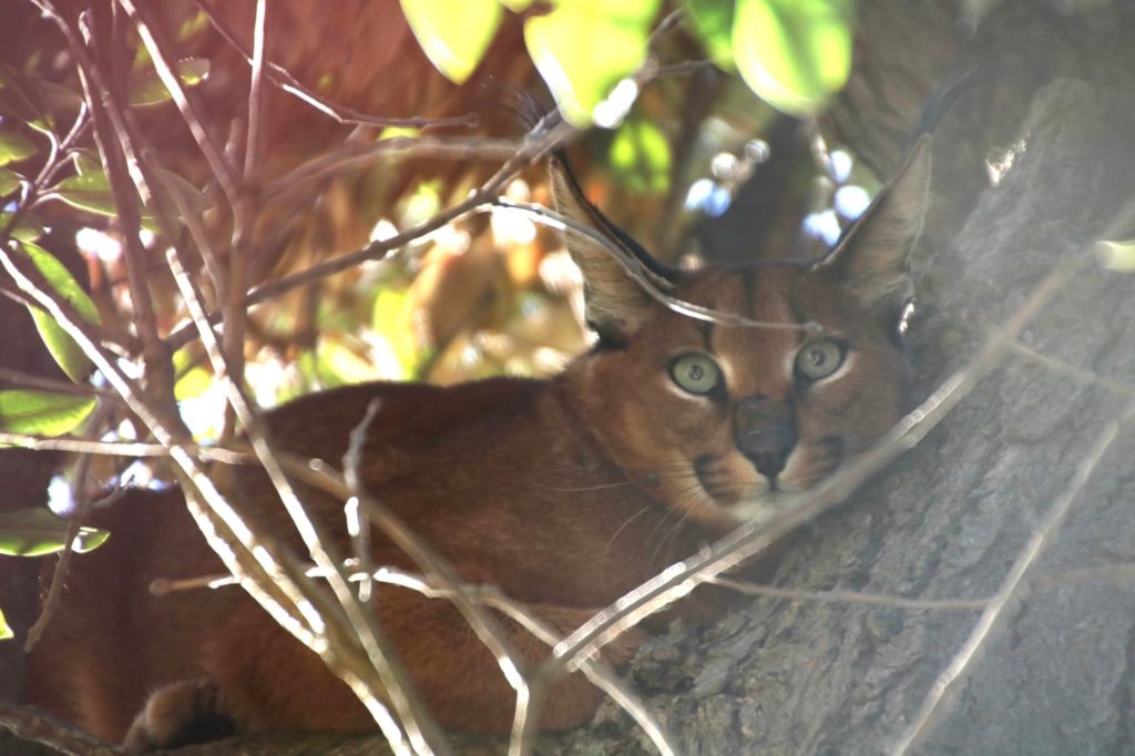 Caracal spotted in a garden in Fish Hoek, Cape Town